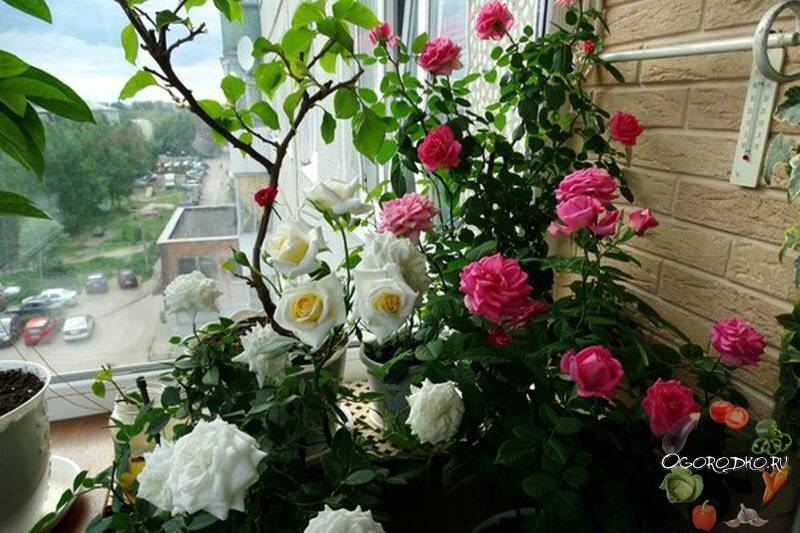 Выращивание роз в помещении и уход за ними