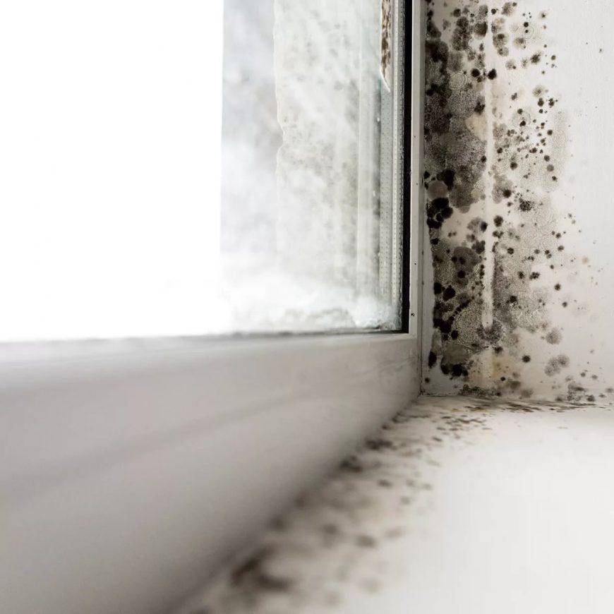 Как избавиться от грибка и плесени на окнах - советы и рекомендации