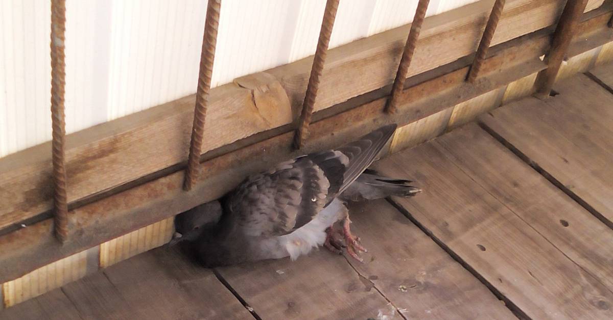 Как избавиться от голубей на балконе: проверенные средства