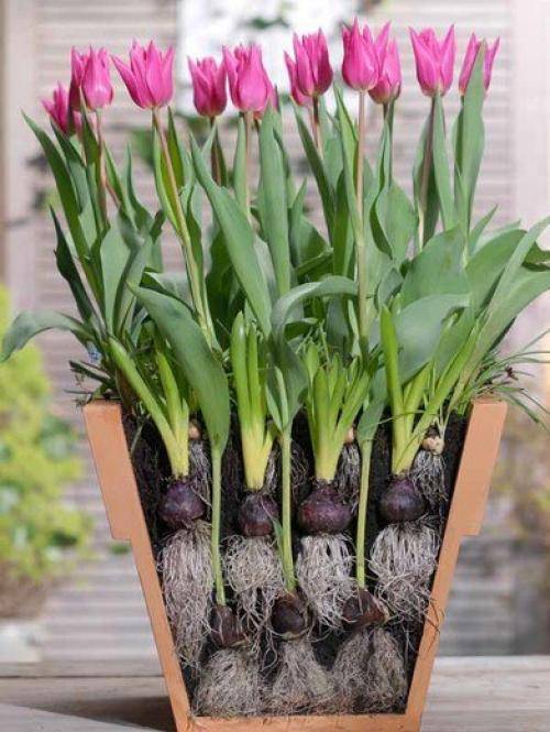 Как вырастить тюльпаны дома в горшке зимой? 16 фото посадка тюльпанов в январе и феврале. можно ли держать их на подоконнике? как их хранить
