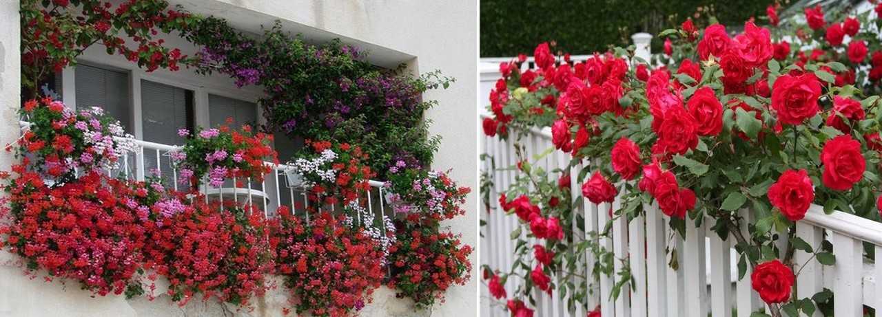Выращивание роз на балконе - описание, размножение, уход, посадка, фото, применение в саду, сорта и виды