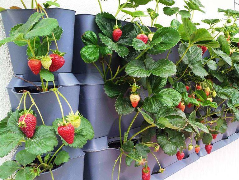 Клубника на балконе: выбор сорта, особенности выращивания