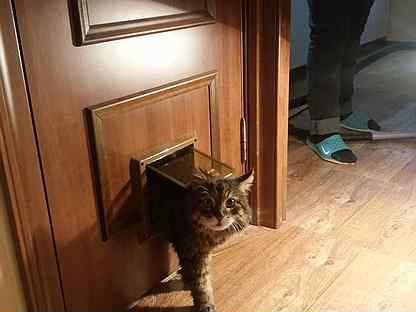 ᐉ лаз в двери для кошки, как сделать? - ➡ motildazoo.ru