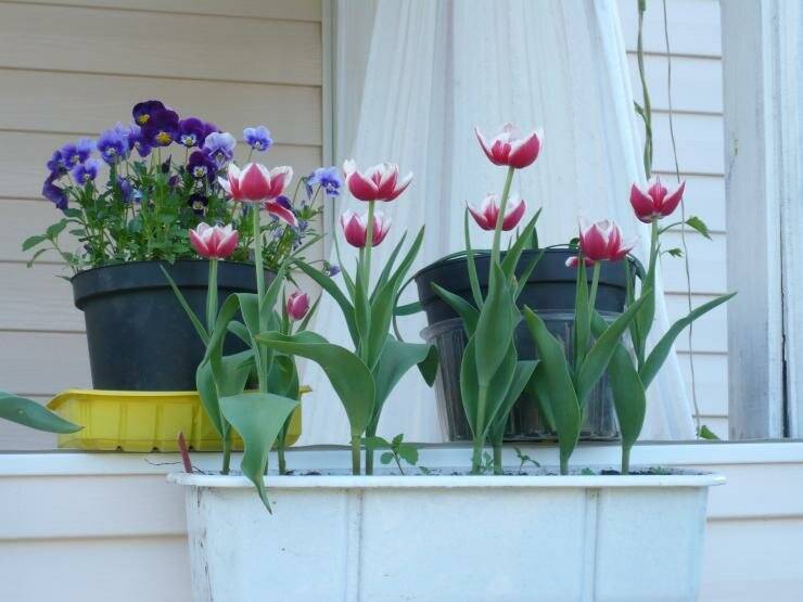 Как посадить тюльпаны в горшке на улице