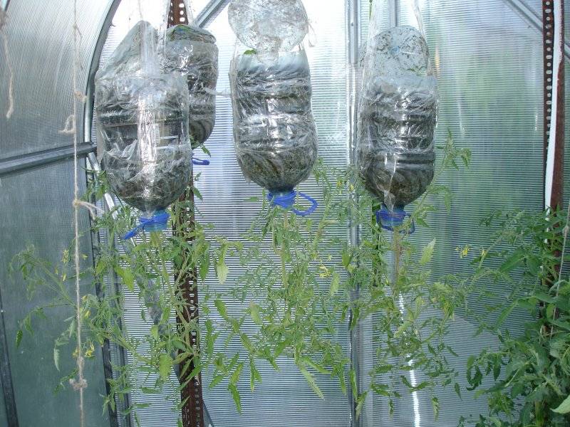 Огурцы на балконе: выращивание пошагово с фото в пластиковых бутылках