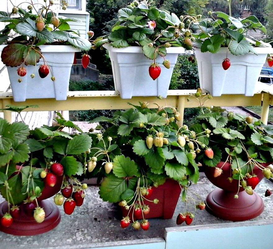 Клубника на балконе: пошаговое руководство по выращиванию и уходу за клубникой в домашних условиях (видео + 135 фото)