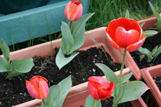 Тюльпаны в открытый грунт — весной или осенью