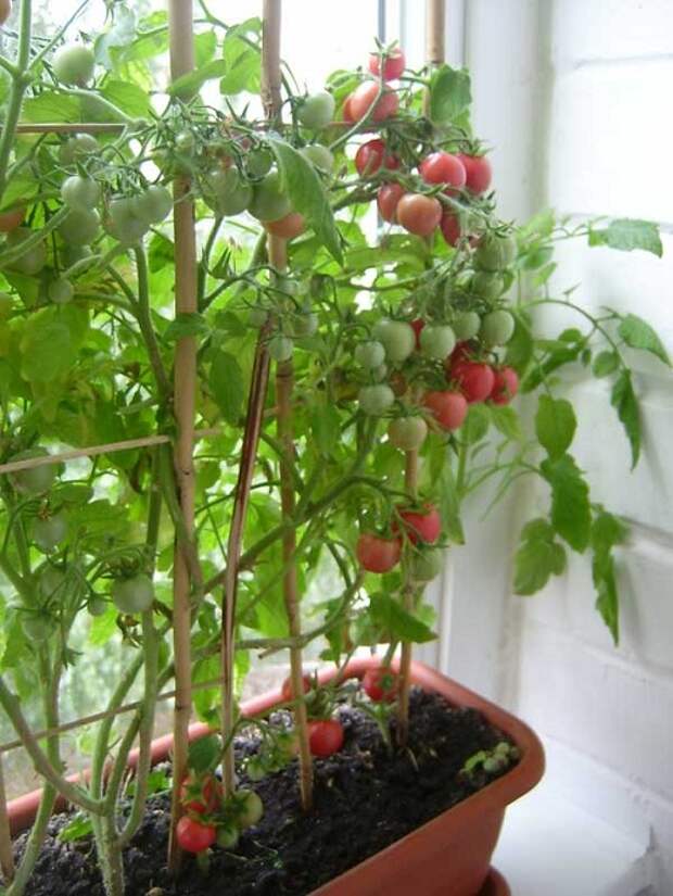 Как вырастить помидоры на балконе: фото и пошаговая инструкция по выбору места и размера горшка, по посадке томатов семенами и рассадой, по уходу в домашних условиях