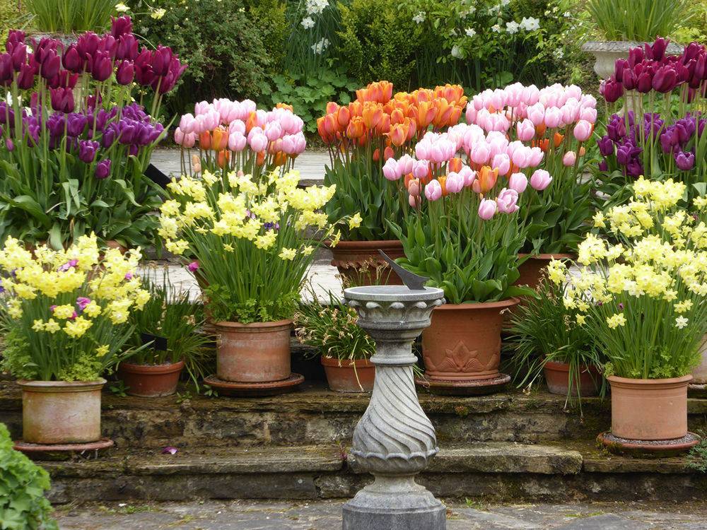 Тюльпаны в открытый грунт — весной или осенью — лучшие сроки