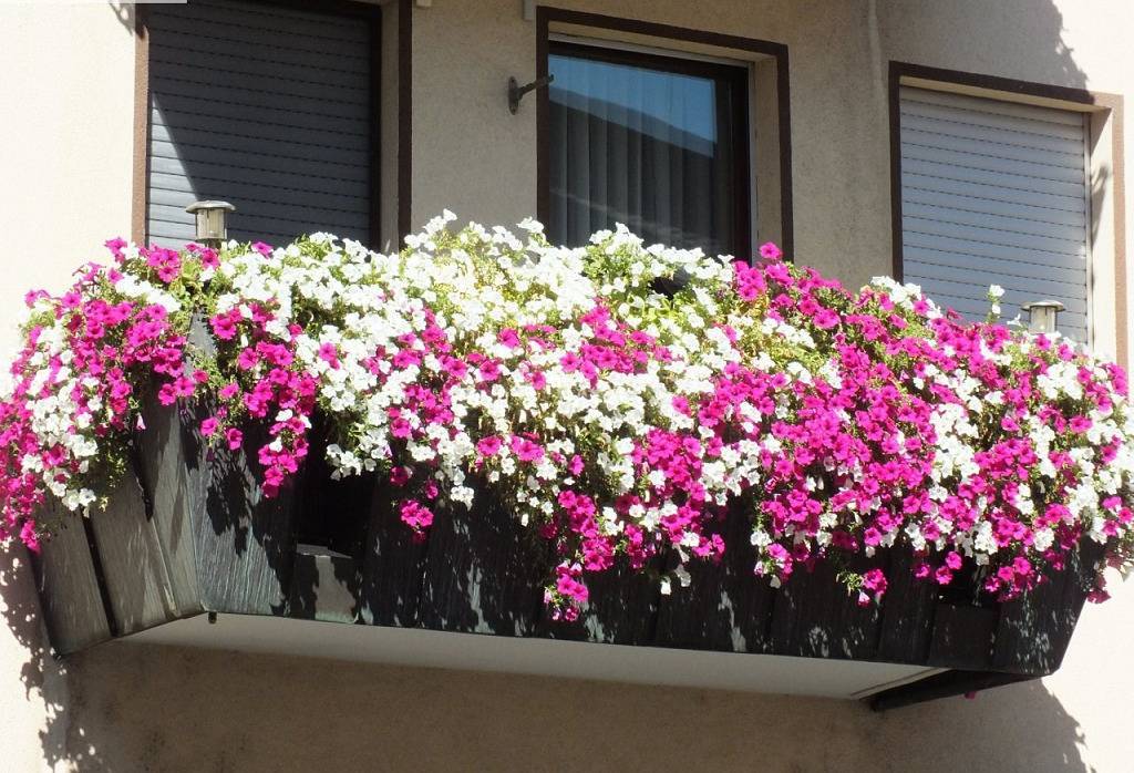 Как украсить балкон цветами