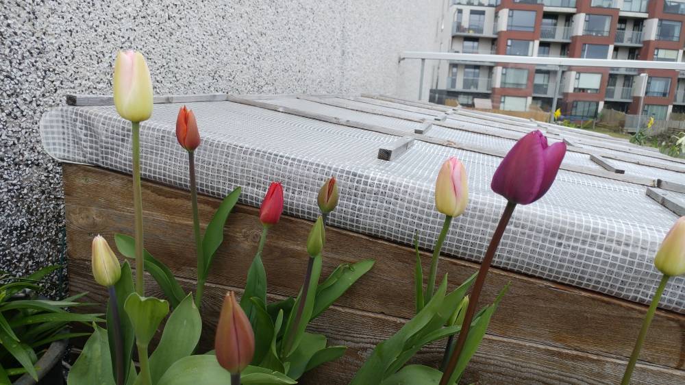 Как вырастить тюльпаны в цветочном горшке и на клумбе?