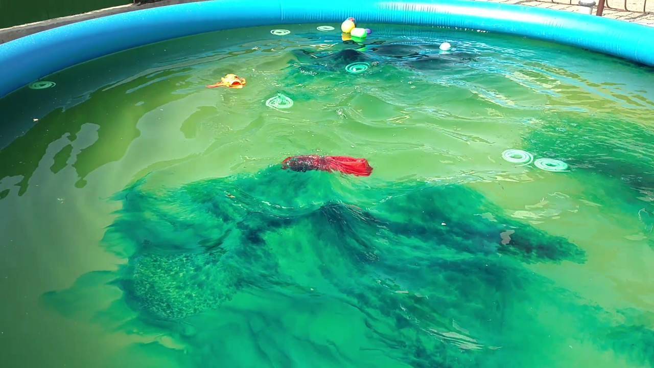 Зеленеет вода в бассейне: причины, что делать, как бороться