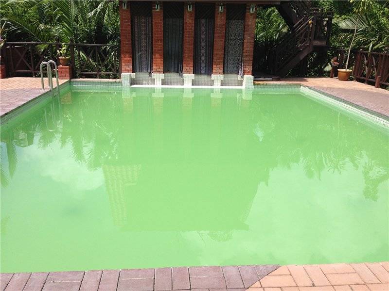 Действенные советы о том что делать, если в бассейне зеленеет вода