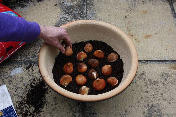 Высадка и выращивание луковиц тюльпанов в осенний период