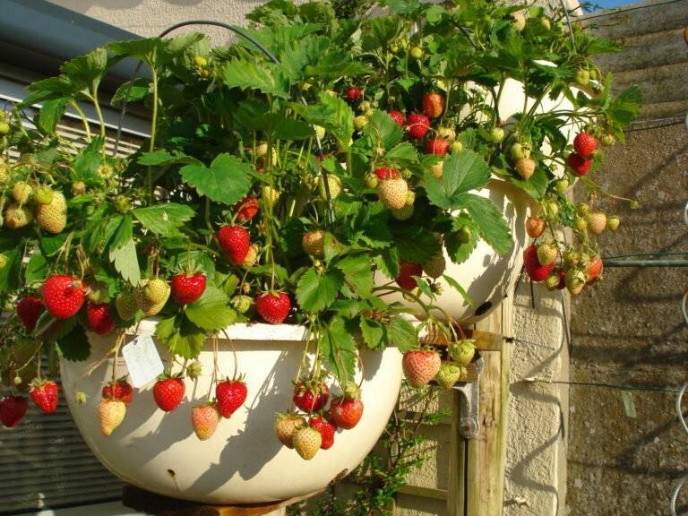 Выращивание клубники на балконе круглый год, как вырастить землянику