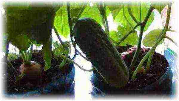 Огурцы на балконе: секреты выращивания