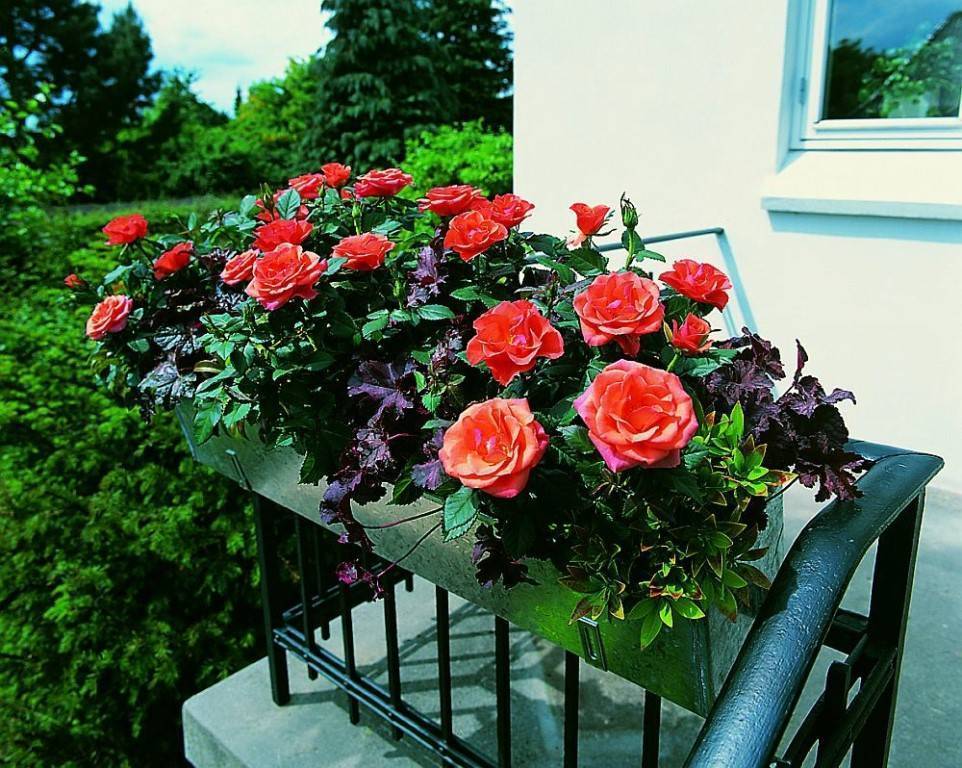Как вырастить розу дома: уход за розой в домашних условиях