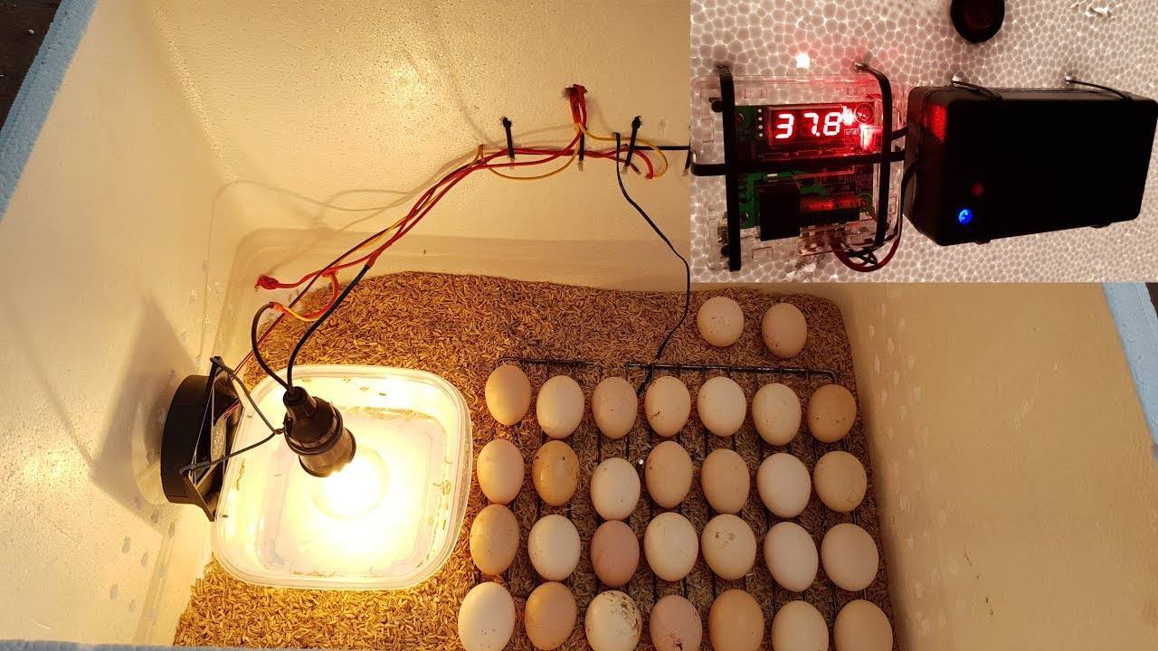 Как сделать простой инкубатор для цыплят в домашних условиях