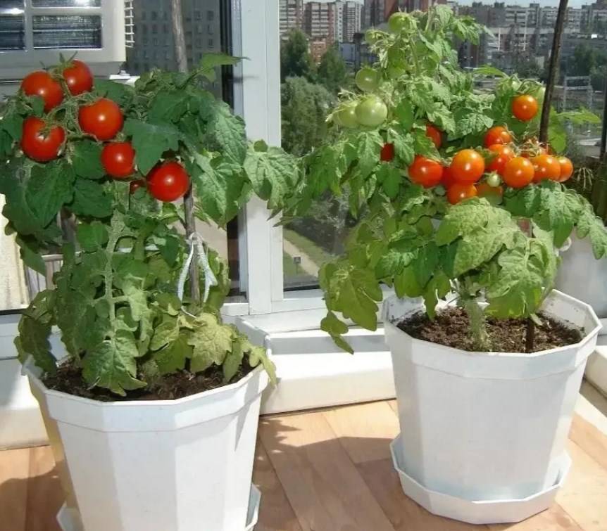Как вырастить помидоры на балконе: подкормка, опыление, вредители