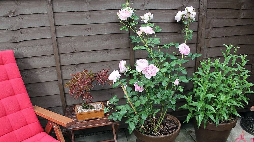 Как ухаживать за розами летом в саду, чтобы продлить их цветение на весь сезон?