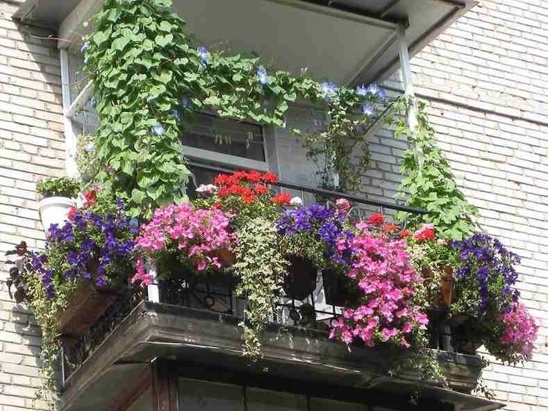 Какие цветы можно посадить на балконе на солнечной и северной стороне