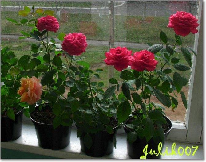 Как выращивать карликовые розы на балконе? правильный уход за растениями