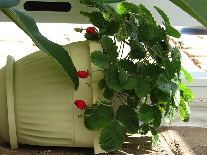 Как вырастить клубнику на балконе из семян