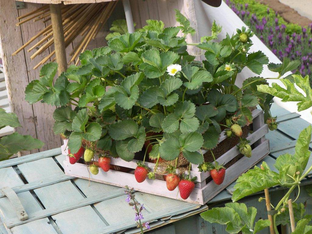Клубника на балконе. 10 основных правил успешного выращивания