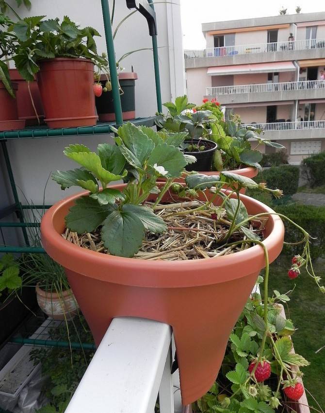 Как происходит выращивание клубники на балконе
