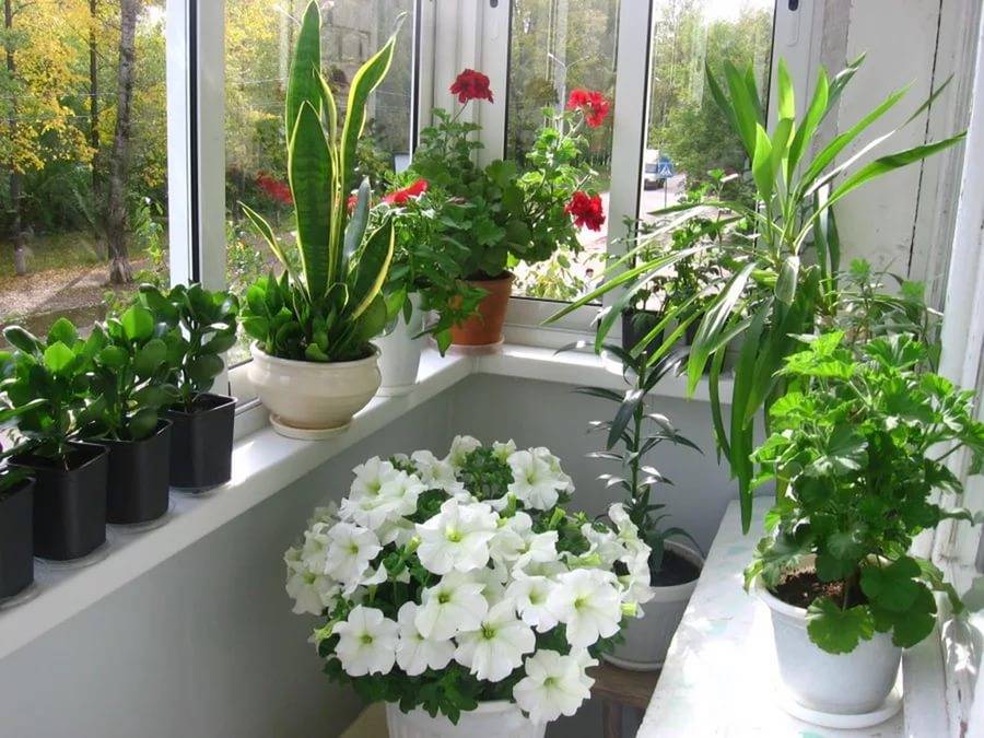Растения для балкона, которые выживут на солнцепеке