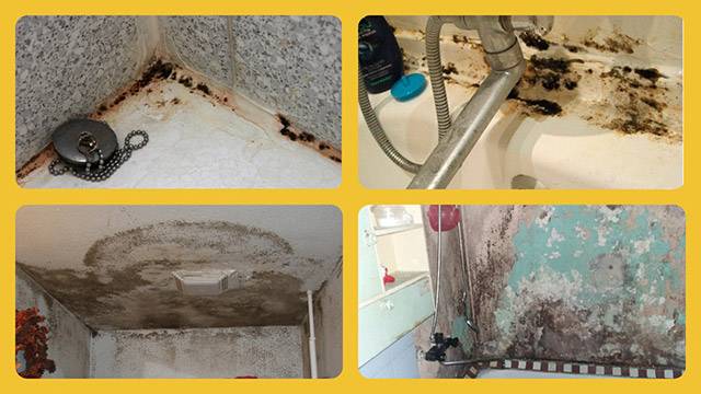 Как избавиться от плесени и грибка в ванной, швах между плиткой и герметике