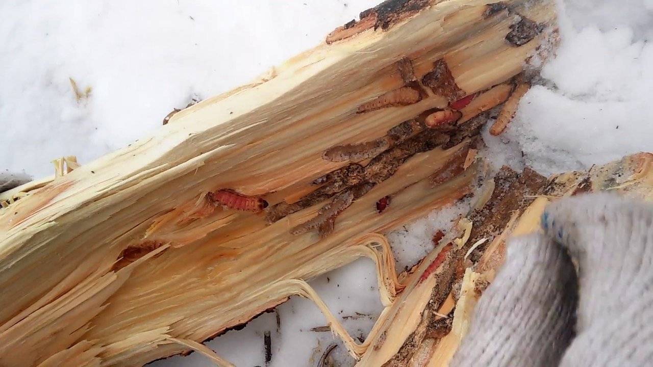 Как избавиться от древесных муравьев в деревянном доме навсегда