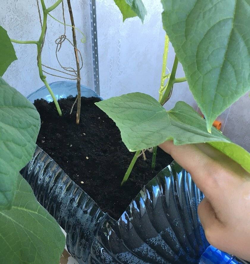 Как вырастить огурцы на балконе: правила и секреты выращивания