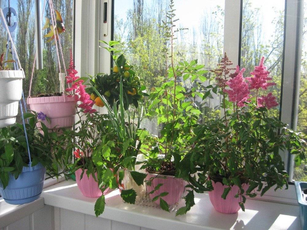 Оранжерея дома — какие цветы можно посадить на балконе?