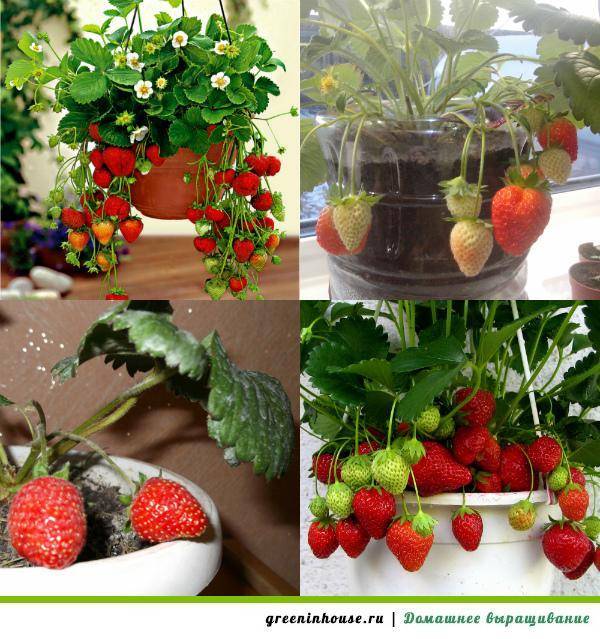 Клубника на балконе: красивые растения с вкусными плодами