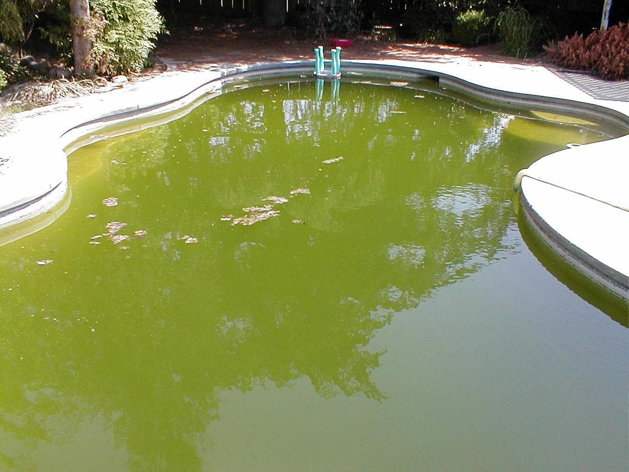 Почему вода в бассейне зеленая? как этого избежать и что делать (советы профессионалов)