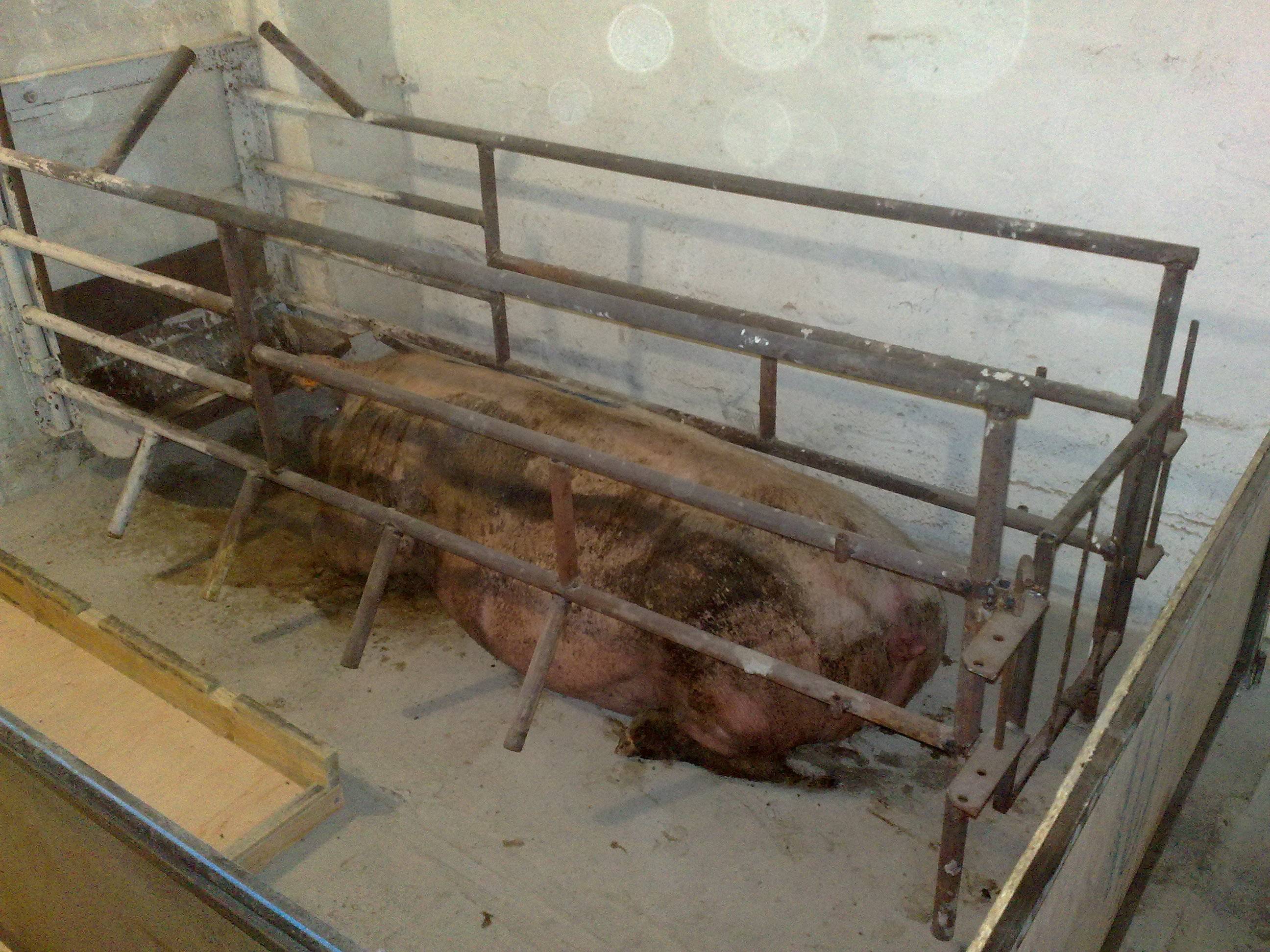 Обустройство и постройка сарая для свиней своими руками, материалы и способ строительства свинарника