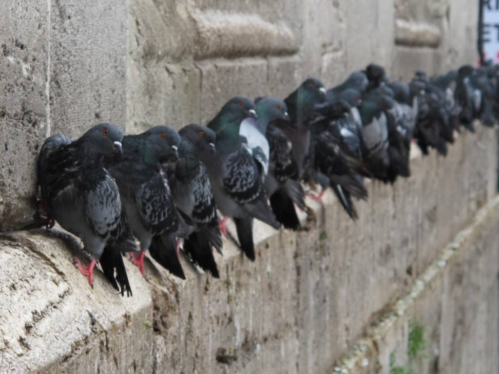 Как избавиться от голубей на балконе с помощью подручных средств