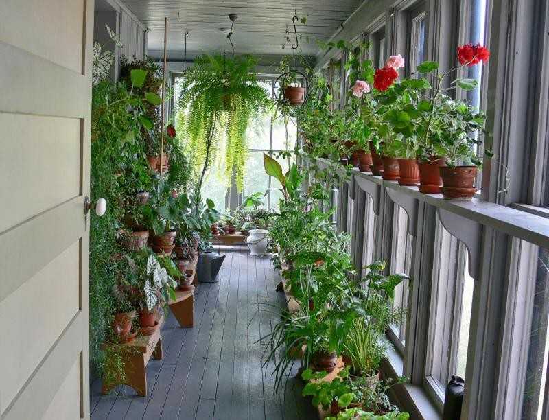 Как сделать зимний сад на балконе