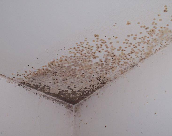 Как избавиться от грибка в ванной и удалить черную плесень с плитки