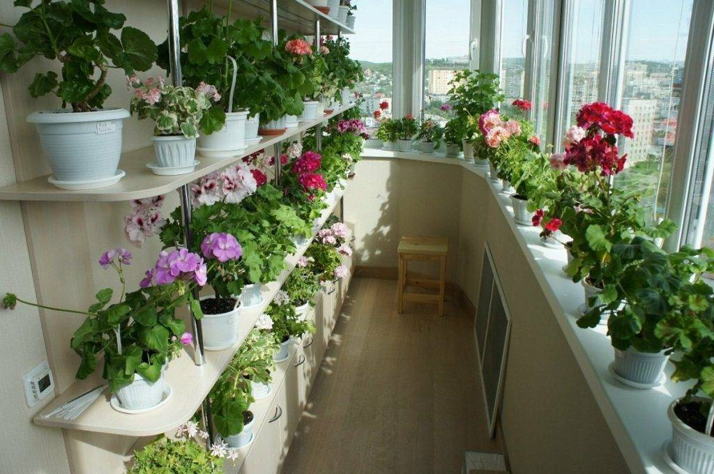 Какие цветы посадить на балконе: фото и названия растений для сада на лоджии