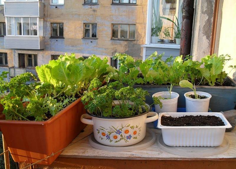 Домашнее выращивание овощей. Руккола на даче. Пекинская капустамна подокон. Зелень на балконе. Огород на лоджии.