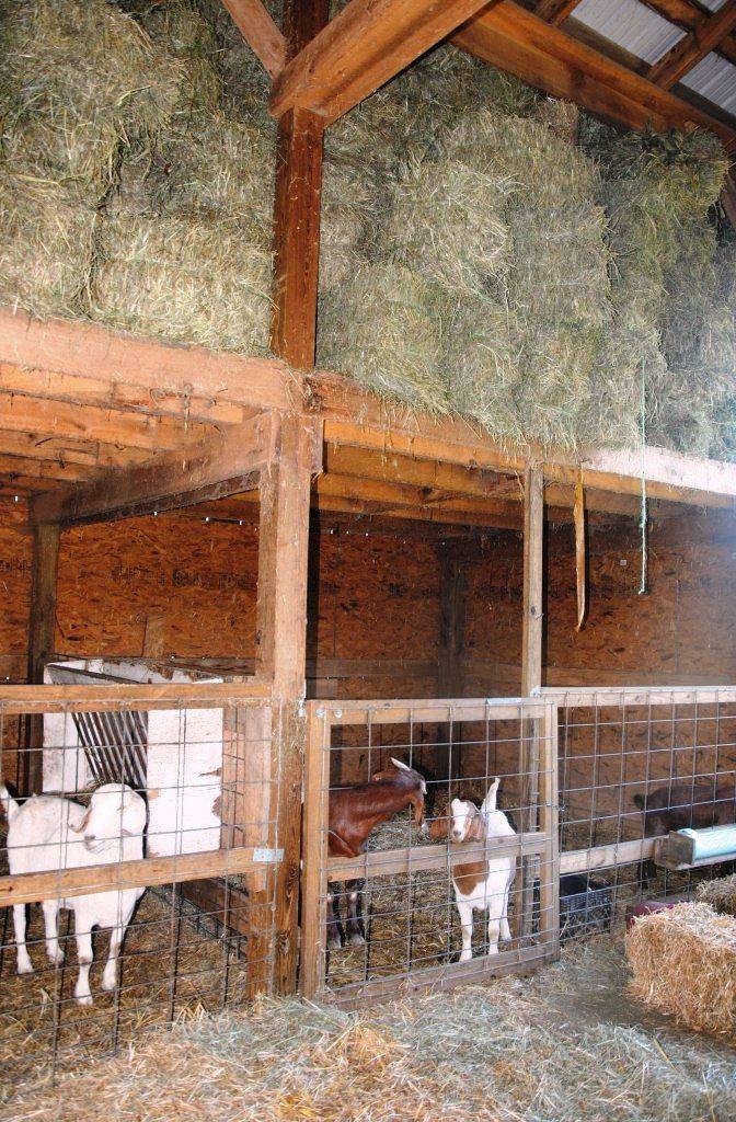 Сарай для коров: размеры и как дешево и быстро построить стайку своими руками