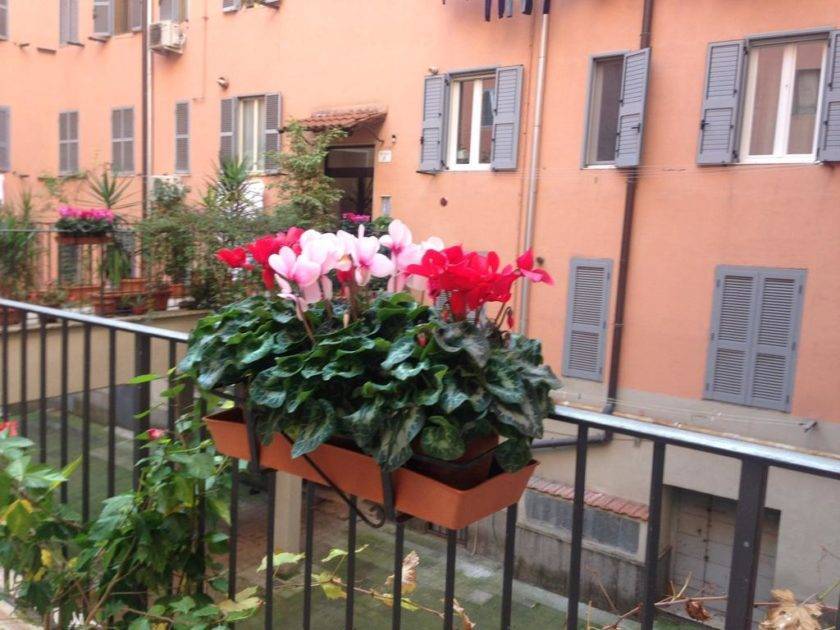 Цветы на балконе - какие лучше посадить на солнечную или северную сторону