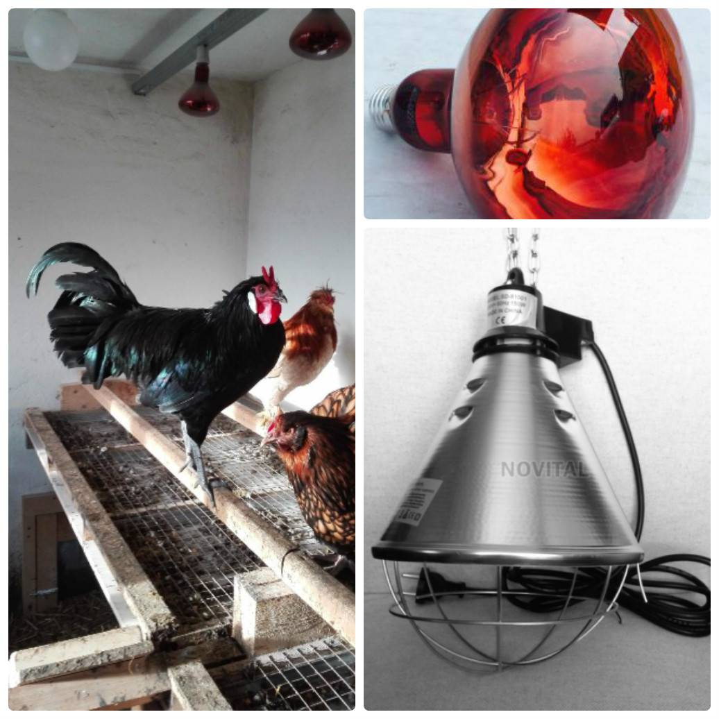Инфракрасная лампа для обогрева цыплят, помещения
