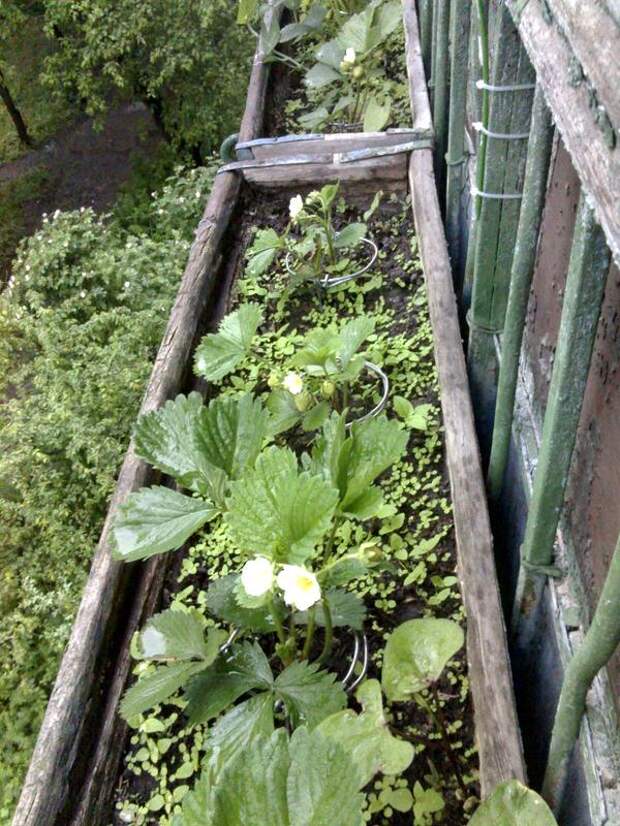 Урожай на балконе: выращиваем вкусную клубнику