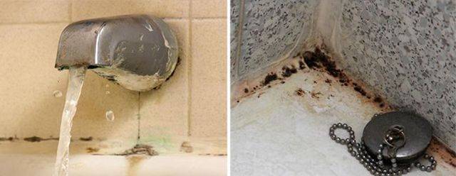 Как вывести грибок в ванной комнате