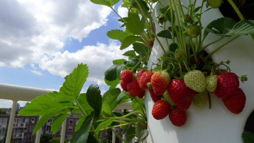 Клубника на балконе: что нужно для выращивания и как вырастить клубнику правильно (видео + 115 фото)