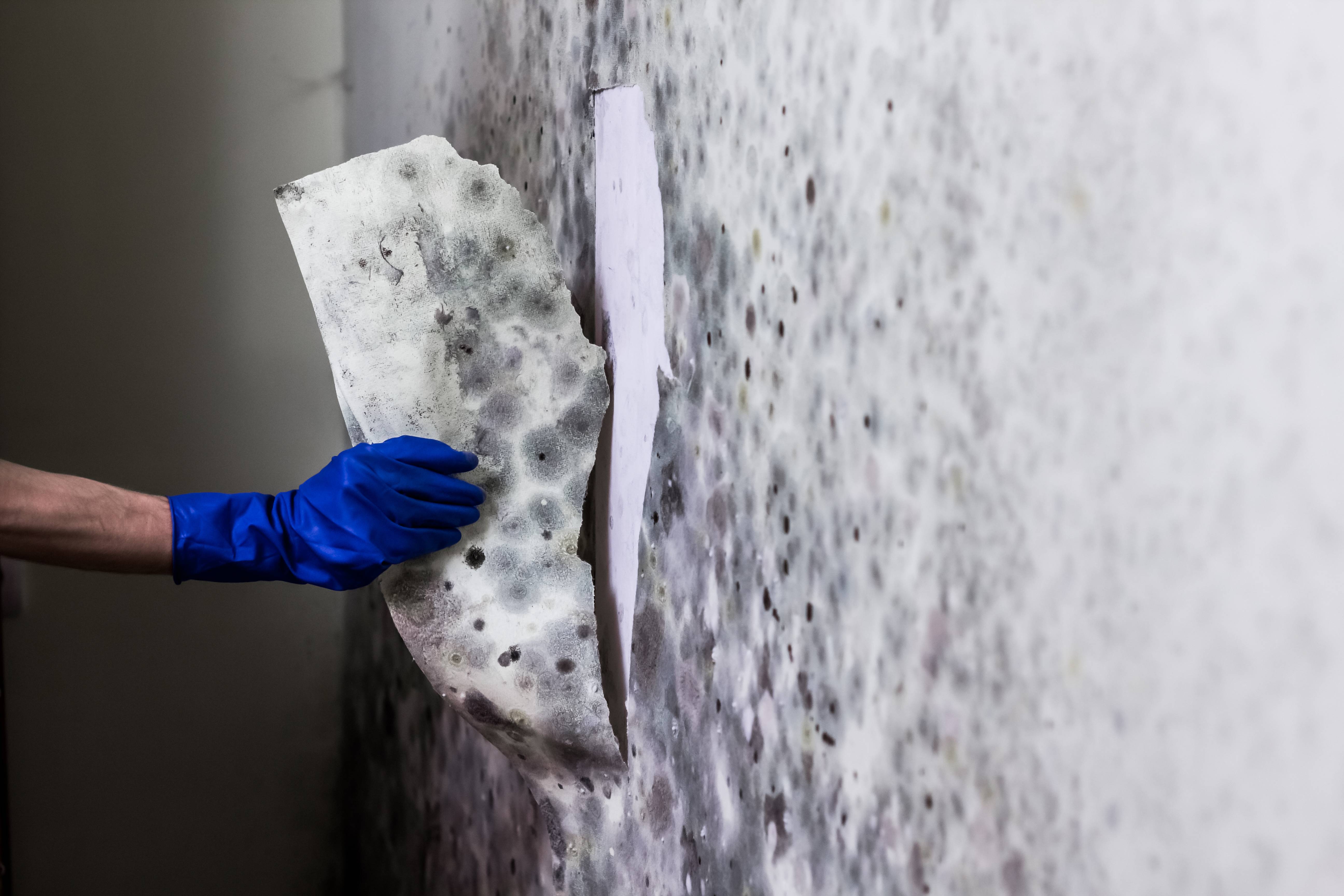 Средство от сырости на стенах: обработка от грибка и сырости