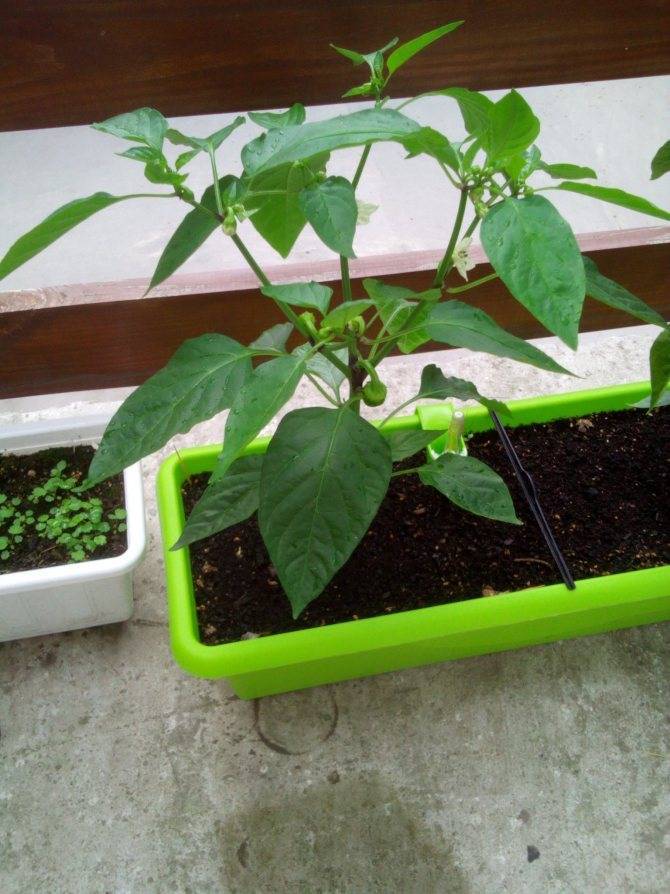 Выращивание перца на балконе: секреты и условия получения большого урожая